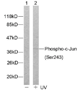Western blot - Anti-c-Jun (phospho S243) antibody (AB28846)