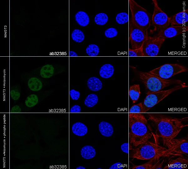 Immunocytochemistry/ Immunofluorescence - Anti-c-Jun (phospho S63) antibody [Y172] (AB32385)