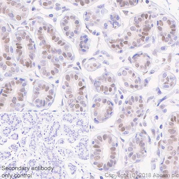 Immunohistochemistry (Formalin/PFA-fixed paraffin-embedded sections) - Anti-c-Jun (phospho S63) antibody [Y172] (AB32385)