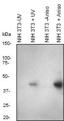 Western blot - Anti-c-Jun (phospho S63) antibody [Y172] (AB32385)