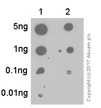 Dot Blot - Anti-c-Jun (phospho S63) antibody [Y172] - BSA and Azide free (AB227533)