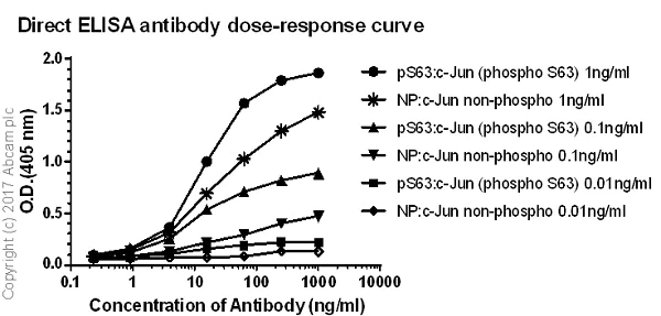 ELISA - Anti-c-Jun (phospho S63) antibody [Y172] - BSA and Azide free (AB227533)