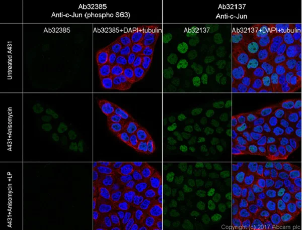 Immunocytochemistry/ Immunofluorescence - Anti-c-Jun (phospho S63) antibody [Y172] - BSA and Azide free (AB227533)