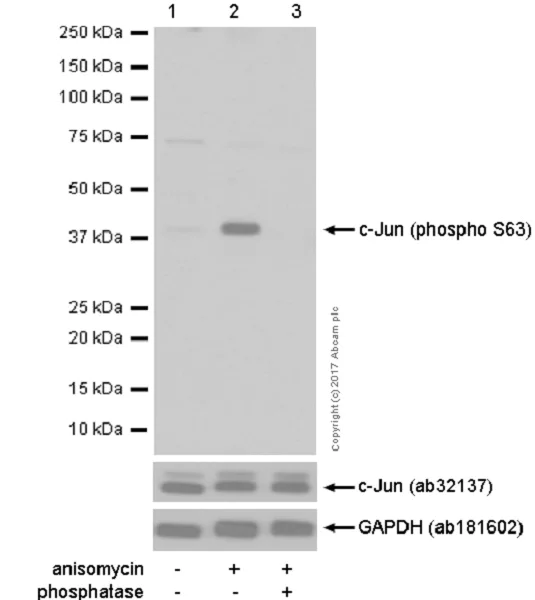 Western blot - Anti-c-Jun (phospho S63) antibody [Y172] - BSA and Azide free (AB227533)