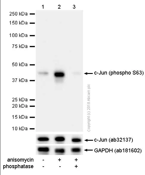 Western blot - Anti-c-Jun (phospho S63) antibody [Y172] - BSA and Azide free (AB227533)