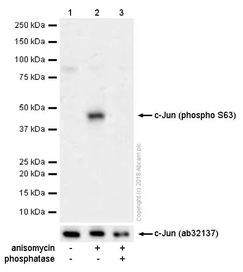 Western blot - Anti-c-Jun (phospho S63) antibody [Y172] - BSA and Azide free (AB227533)