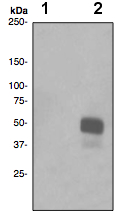 Western blot - Anti-c-Jun (phospho T91) antibody [EPR2236] - BSA and Azide free (AB247509), expandable thumbnail
