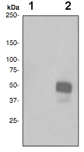 Western blot - Anti-c-Jun (phospho T91) antibody [EPR2236] - BSA and Azide free (AB247509)