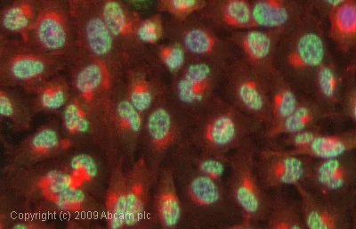 Immunocytochemistry/ Immunofluorescence - Anti-c-Jun (phospho T91 + T93) antibody [C-J 4C4] (AB13671)