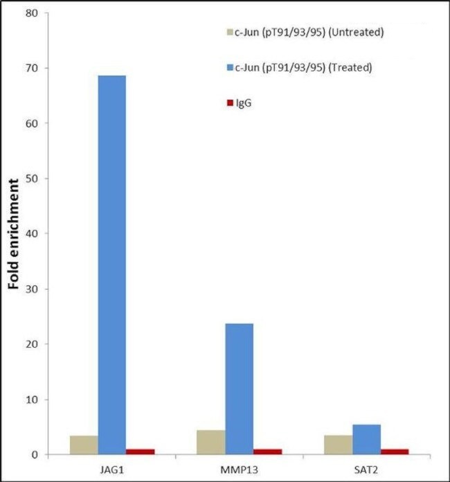 ChIP - Anti-c-Jun (phospho T91 + T93 + T95) antibody [RP23040155] - ChIP Grade (AB308130), expandable thumbnail