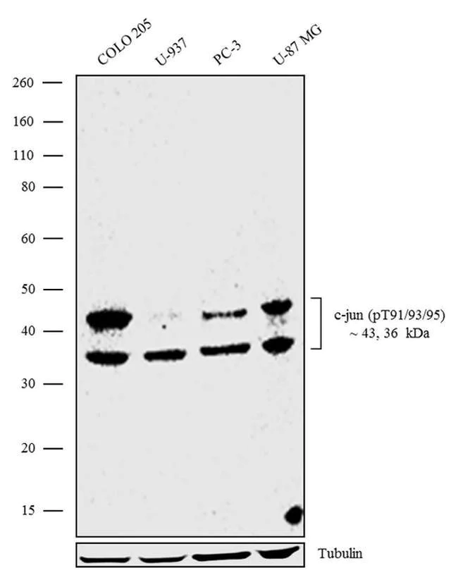 Western blot - Anti-c-Jun (phospho T91 + T93 + T95) antibody [RP23040155] - ChIP Grade (AB308130)