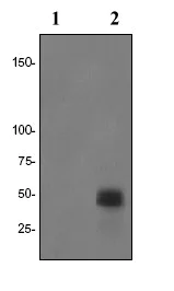 Western blot - Anti-c-Jun (phospho T93) antibody [EPR2237] (AB81319)