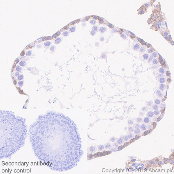 Immunohistochemistry (Formalin/PFA-fixed paraffin-embedded sections) - Anti-c-Kit antibody [EPR22566-205] - BSA and Azide free (AB254200), expandable thumbnail