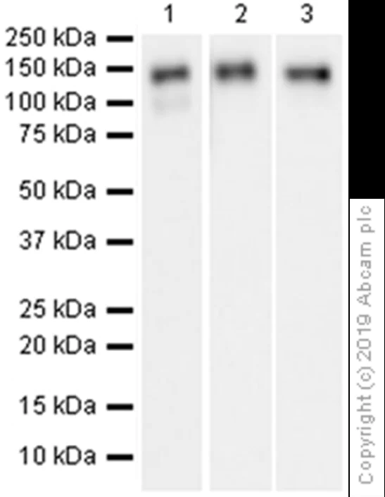 Western blot - Anti-c-Kit antibody [EPR22566-344] (AB256345)