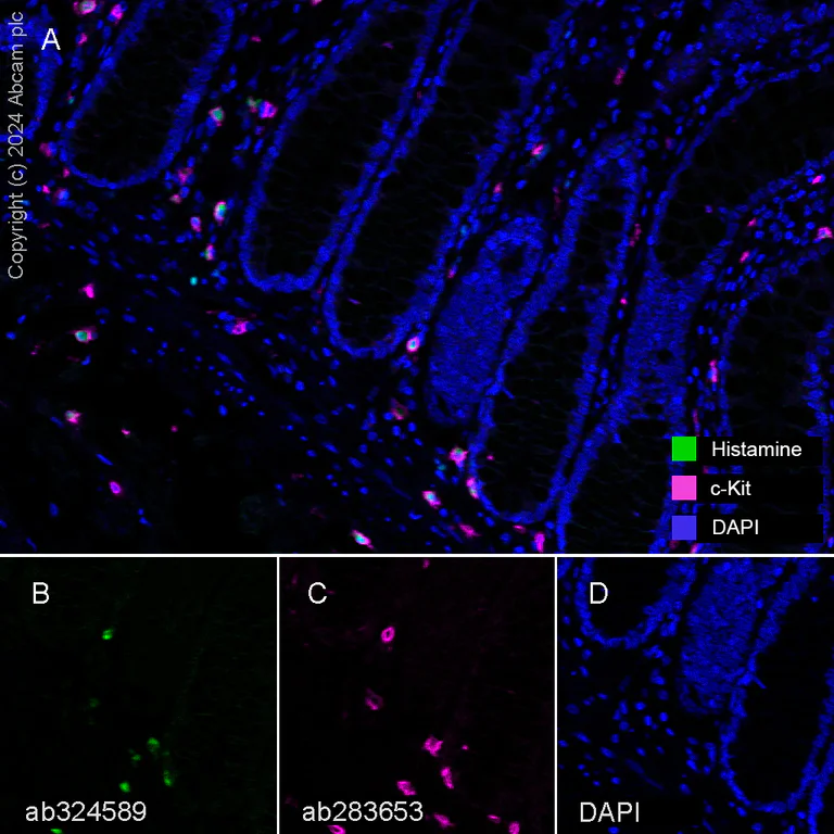Anti-c-Kit antibody [EPR25707-134] 20 ul size (ab283653) | Abcam