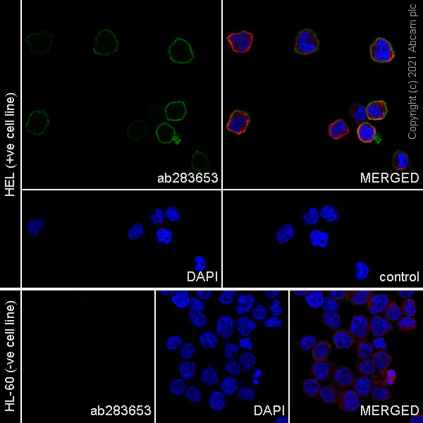 Immunocytochemistry/ Immunofluorescence - Anti-c-Kit antibody [EPR25707-134] - BSA and Azide free (AB283666)