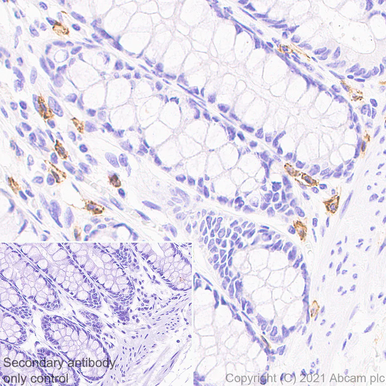 Immunohistochemistry (Formalin/PFA-fixed paraffin-embedded sections) - Anti-c-Kit antibody [EPR25707-134] - BSA and Azide free (AB283666)