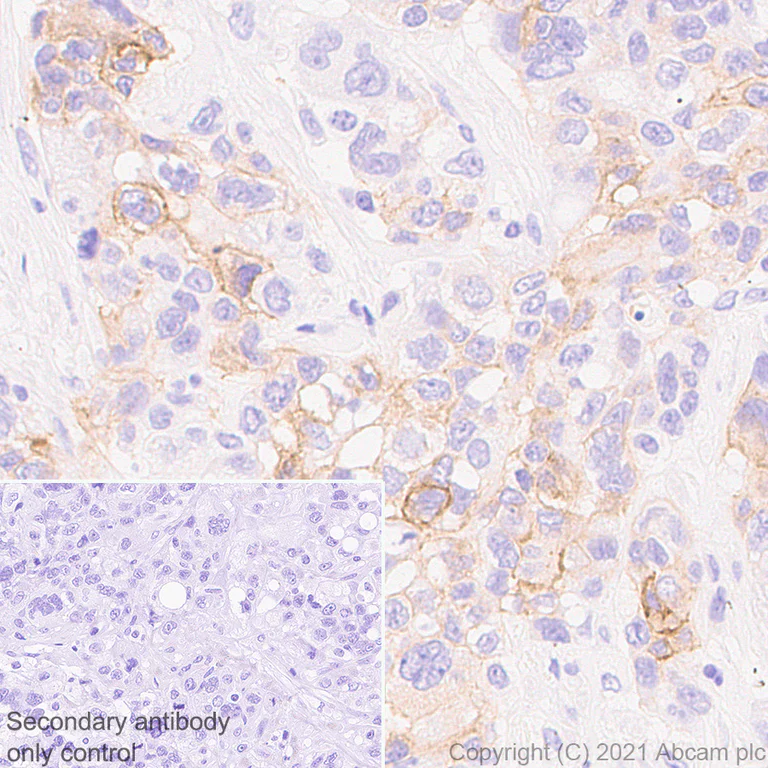 Immunohistochemistry (Formalin/PFA-fixed paraffin-embedded sections) - Anti-c-Kit antibody [EPR25707-134] - BSA and Azide free (AB283666)