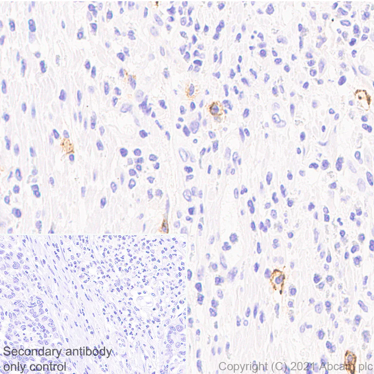 Immunohistochemistry (Formalin/PFA-fixed paraffin-embedded sections) - Anti-c-Kit antibody [EPR25707-134] - BSA and Azide free (AB283666)