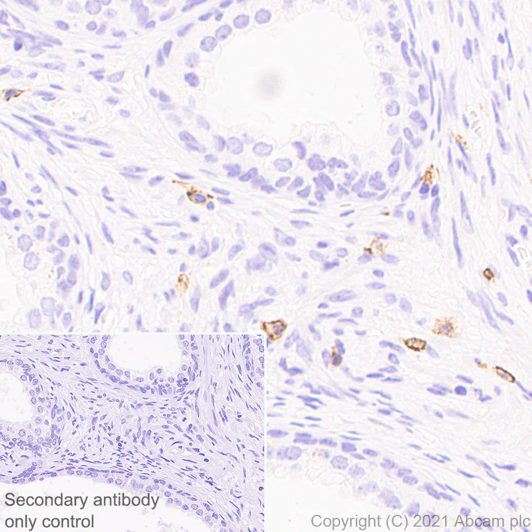 Immunohistochemistry (Formalin/PFA-fixed paraffin-embedded sections) - Anti-c-Kit antibody [EPR25707-134] - BSA and Azide free (AB283666)