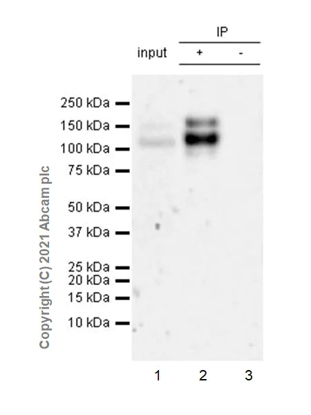 Immunoprecipitation - Anti-c-Kit antibody [EPR25707-134] - BSA and Azide free (AB283666)