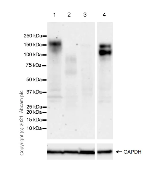 Western blot - Anti-c-Kit antibody [EPR25707-134] - BSA and Azide free (AB283666)