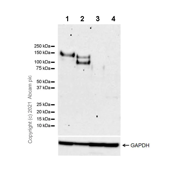 Western blot - Anti-c-Kit antibody [EPR25707-134] - BSA and Azide free (AB283666)