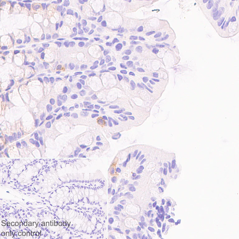 Immunohistochemistry (Formalin/PFA-fixed paraffin-embedded sections) - Anti-c-Kit antibody [RM1190] (AB317843)