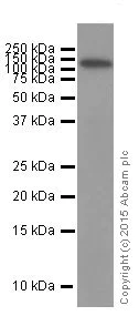 Western blot - Anti-c-Kit antibody [YR145] (AB32363)