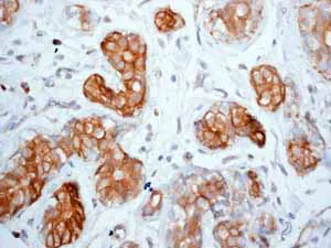Immunohistochemistry (Formalin/PFA-fixed paraffin-embedded sections) - Anti-c-Kit antibody [YR145] - BSA and Azide free (AB216450)