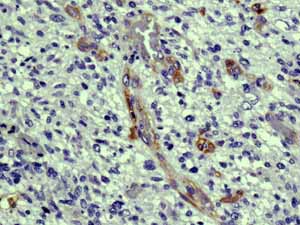Immunohistochemistry (Formalin/PFA-fixed paraffin-embedded sections) - Anti-c-Kit antibody [YR145] - BSA and Azide free (AB216450), expandable thumbnail