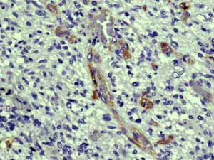 Immunohistochemistry (Formalin/PFA-fixed paraffin-embedded sections) - Anti-c-Kit antibody [YR145] - BSA and Azide free (AB216450)