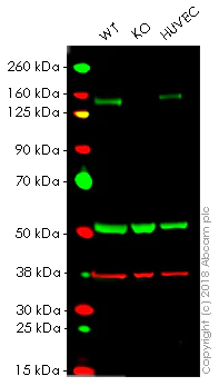 Western blot - Anti-c-Kit antibody [YR145] - BSA and Azide free (AB216450)