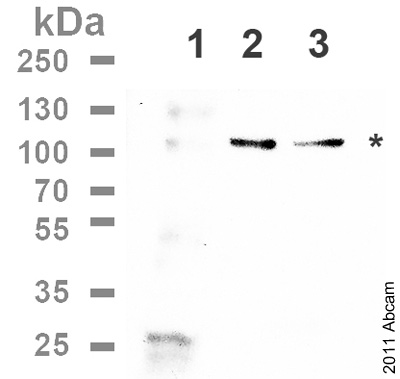 Western blot - Anti-c-Kit (phospho Y703) antibody (AB62154), expandable thumbnail