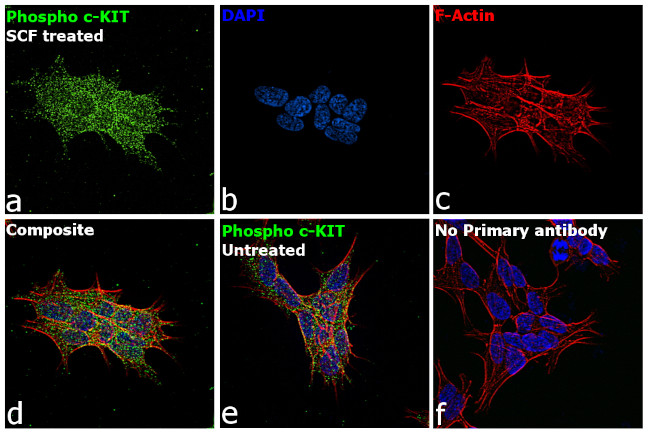 Immunocytochemistry/ Immunofluorescence - Anti-c-Kit (phospho Y703) antibody [RP23040107] (AB313436)