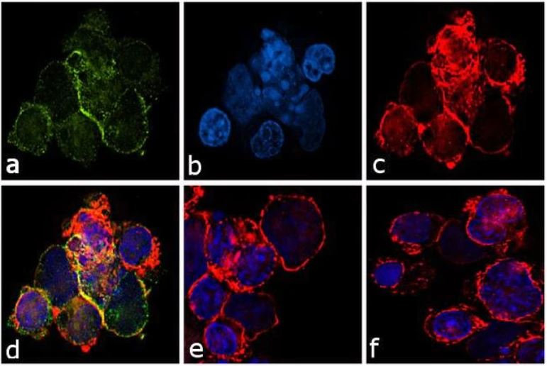 Immunocytochemistry - Anti-c-Kit (phospho Y823) antibody (AB5634), expandable thumbnail