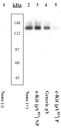 Western blot - Anti-c-Kit (phospho Y823) antibody (AB5634)