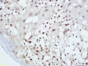 Immunohistochemistry (Formalin/PFA-fixed paraffin-embedded sections) - Anti-c-Maf antibody (AB203885)
