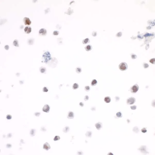 Immunocytochemistry - Anti-c-Maf antibody [BLR045F] - BSA free (AB243901)