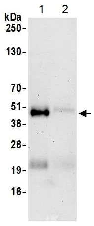 Immunoprecipitation - Anti-c-Maf antibody [BLR045F] - BSA free (AB243901)