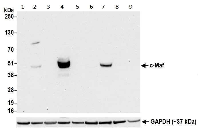 Western blot - Anti-c-Maf antibody [BLR045F] - BSA free (AB243901)