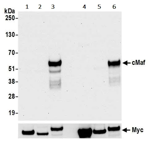Western blot - Anti-c-Maf antibody [BLR045F] - BSA free (AB243901)