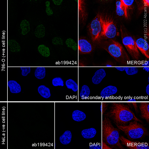 Immunocytochemistry/ Immunofluorescence - Anti-c-Maf antibody [EPR16484] (AB199424)