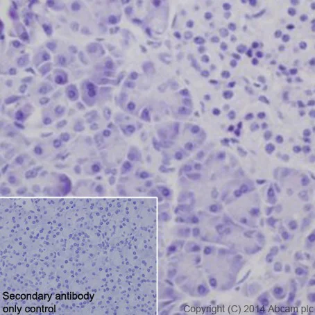 Immunohistochemistry (Formalin/PFA-fixed paraffin-embedded sections) - Anti-c-Maf antibody [EPR16484] - BSA and Azide free (AB219213)
