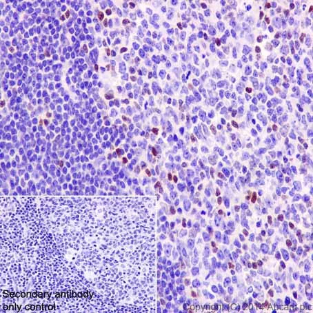 Immunohistochemistry (Formalin/PFA-fixed paraffin-embedded sections) - Anti-c-Maf antibody [EPR16484] - BSA and Azide free (AB219213)