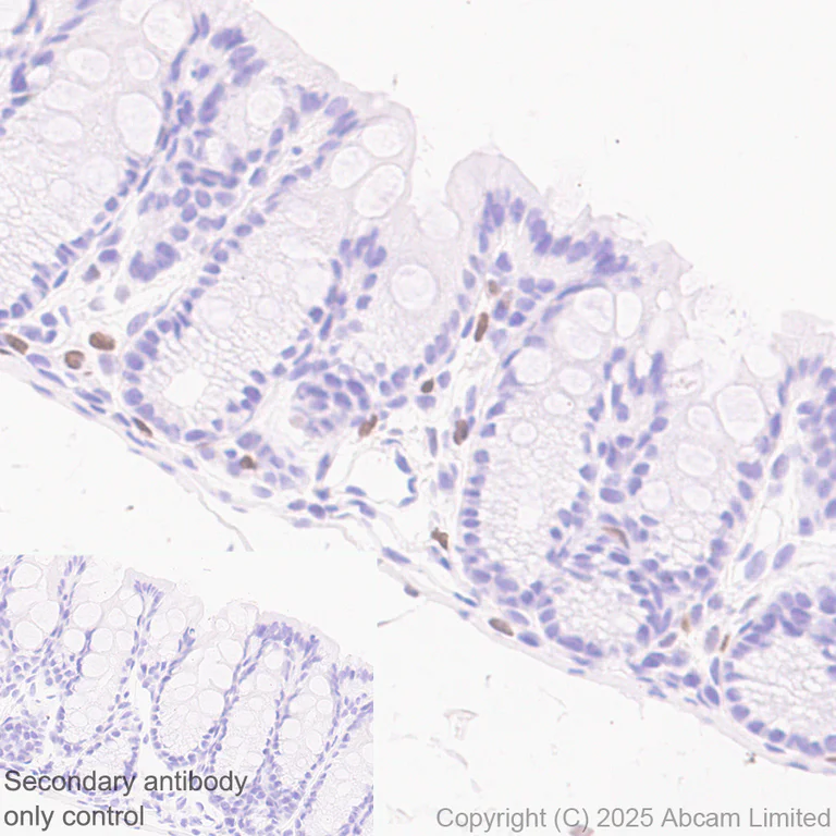 Immunohistochemistry (Formalin/PFA-fixed paraffin-embedded sections) - Anti-c-Maf antibody [EPR29032-12] - BSA and Azide free (AB324537)
