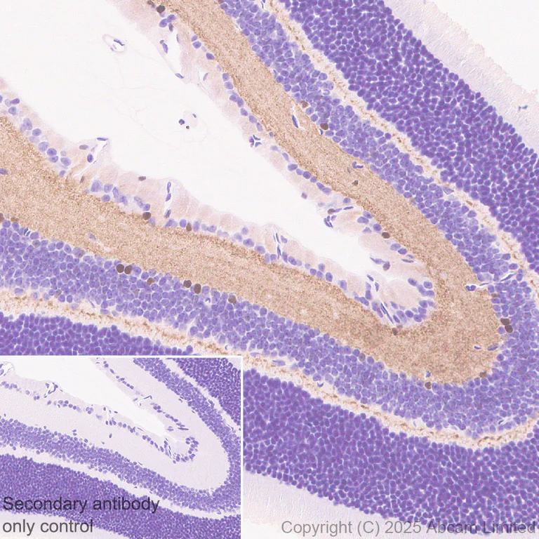 Immunohistochemistry (Formalin/PFA-fixed paraffin-embedded sections) - Anti-c-Maf antibody [EPR29032-12] - BSA and Azide free (AB324537)
