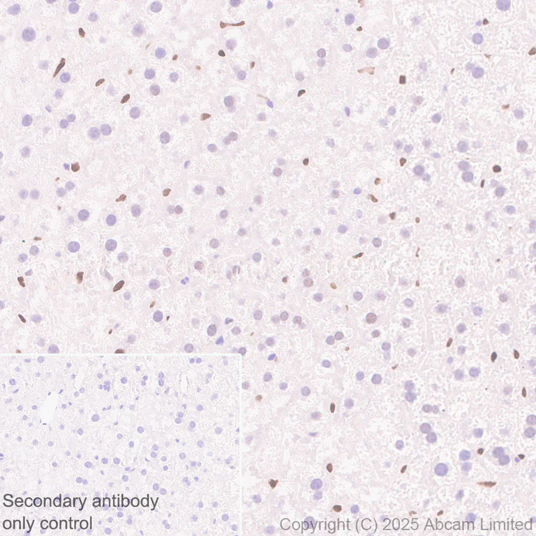 Immunohistochemistry (Formalin/PFA-fixed paraffin-embedded sections) - Anti-c-Maf antibody [EPR29032-12] - BSA and Azide free (AB324537)