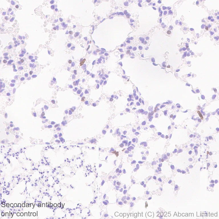 Immunohistochemistry (Formalin/PFA-fixed paraffin-embedded sections) - Anti-c-Maf antibody [EPR29032-12] - BSA and Azide free (AB324537)
