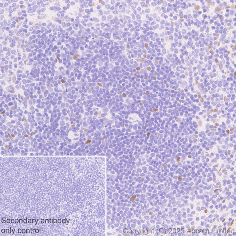 Immunohistochemistry (Formalin/PFA-fixed paraffin-embedded sections) - Anti-c-Maf antibody [EPR29032-12] - BSA and Azide free (AB324537)